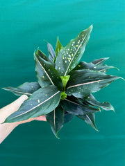 Aglaonema ‘Pink Dalmation’