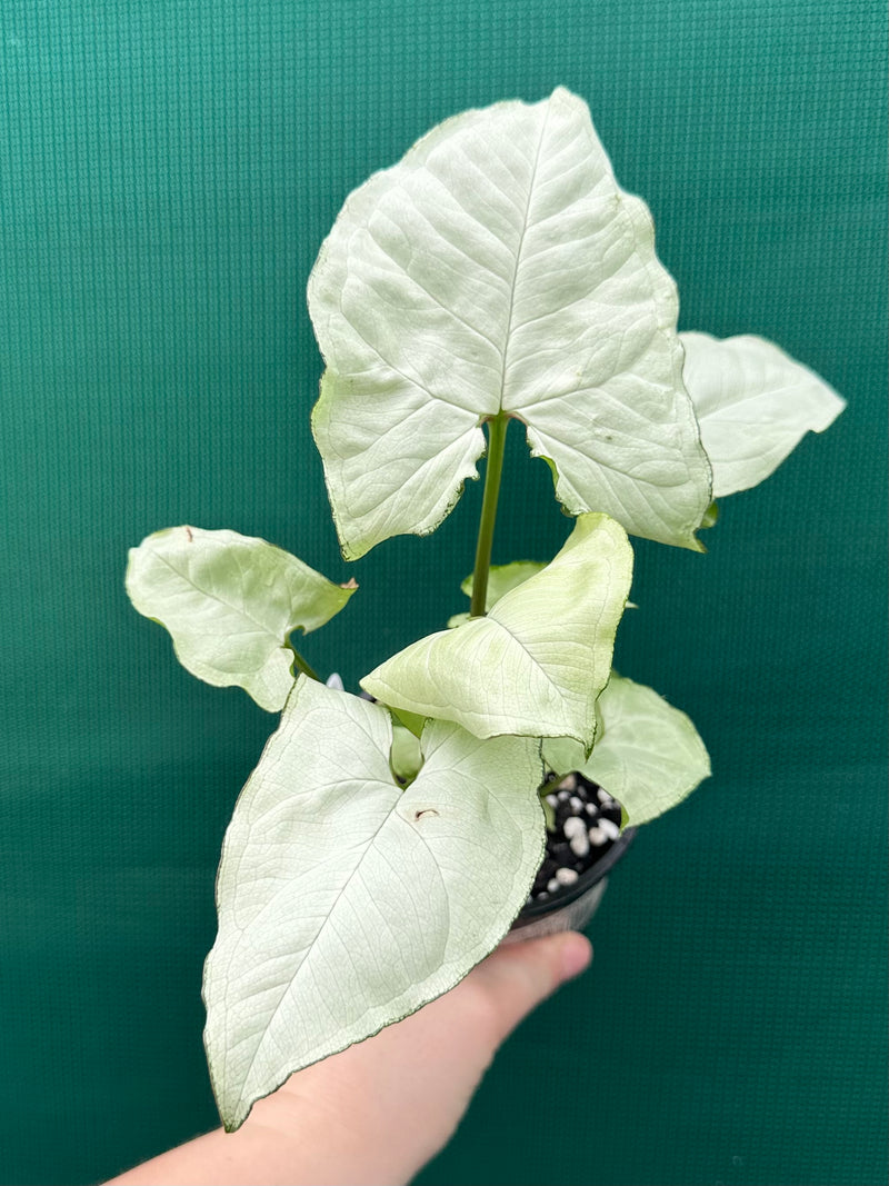 Syngonium ‘Moonlight’ NEW