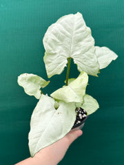 Syngonium ‘Moonlight’ NEW