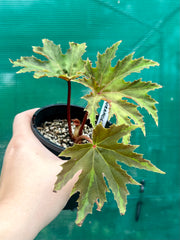 Begonia ‘Wrangler’ NEW