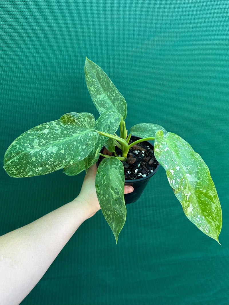 Philodendron ’Jose Buono’ (not tc)