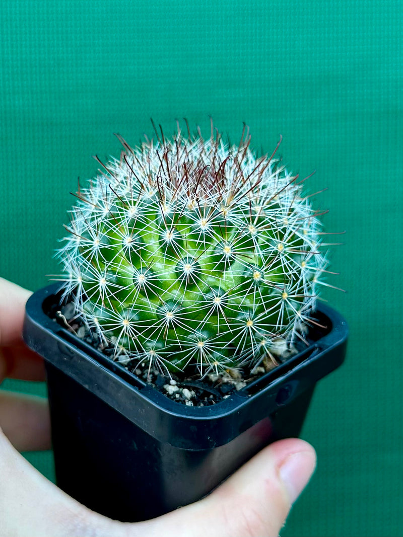 Mammillaria zeilmaniana