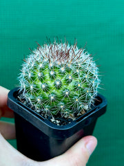 Mammillaria zeilmaniana
