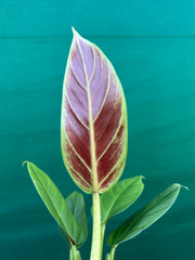 Philodendron ‘Subhast’