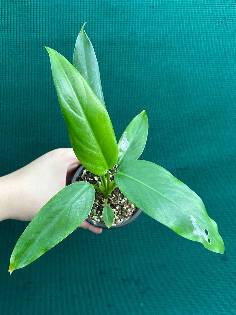 Philodendron ‘Domesticum’