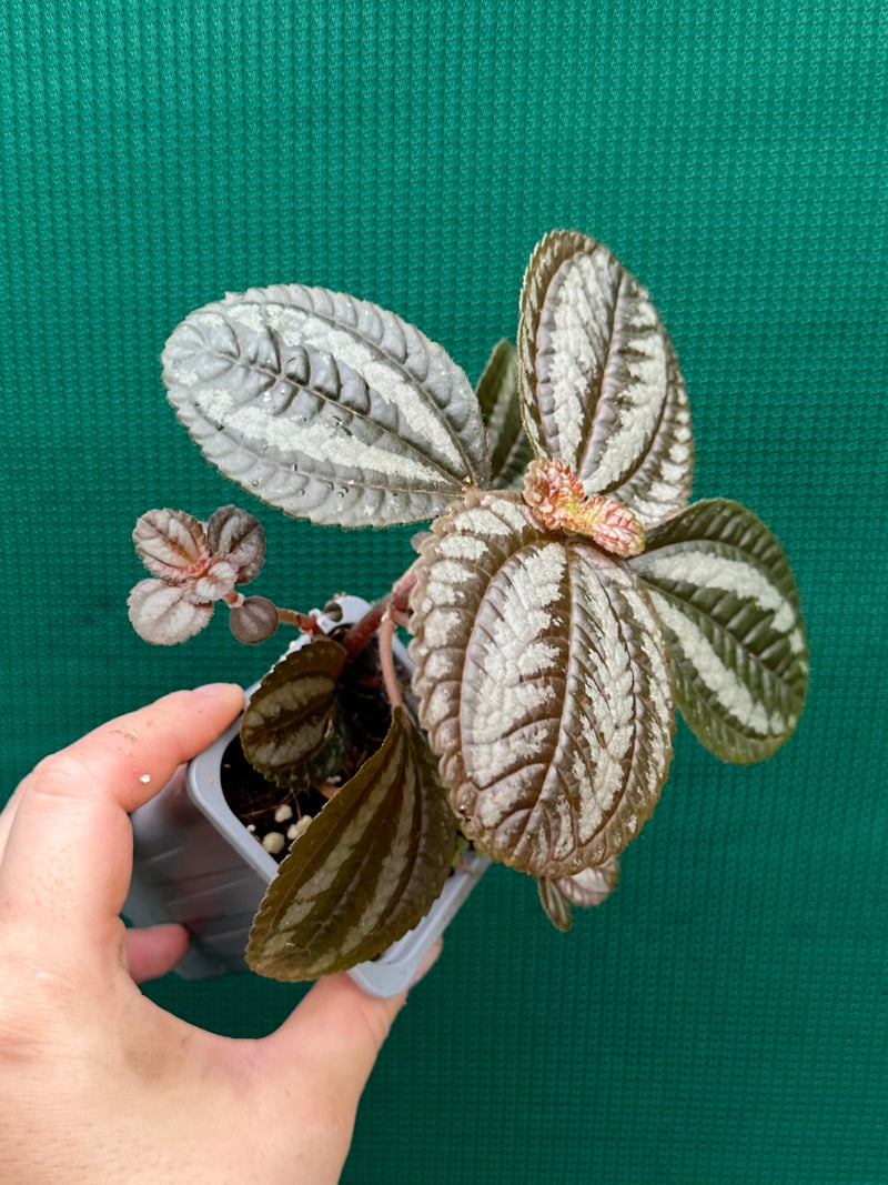 Pilea involucrata ‘Norfolk’
