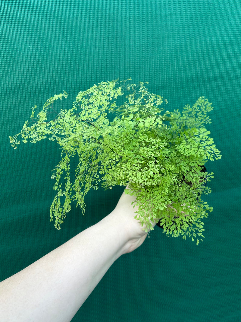 Adiantum unknown NEW