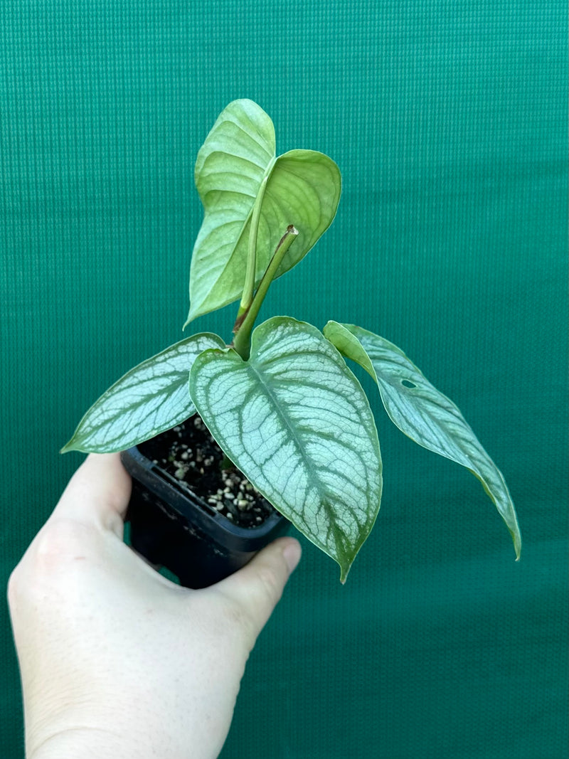 Monstera ‘El Salvador’