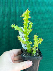 Euphorbia wakefielii NEW