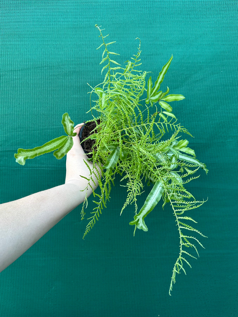 Pteris Fern Unknown 3