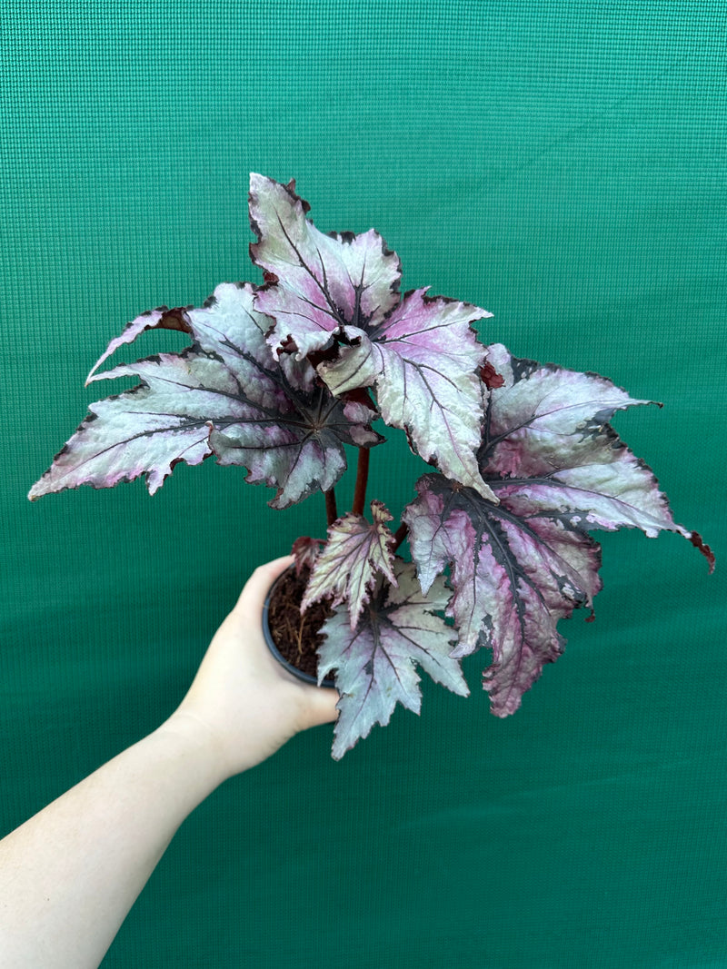 Begonia ‘Serpent’ NEW