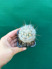 Oreocereus trollii