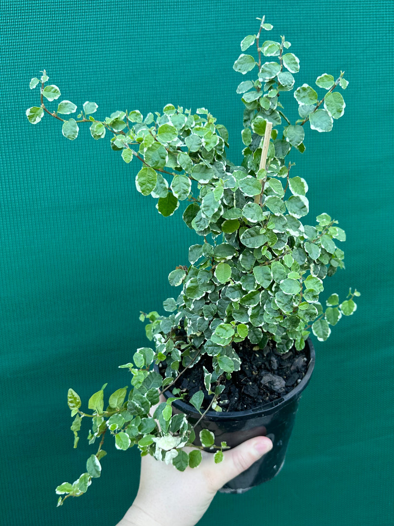 Ficus ‘Pumila Variegata’