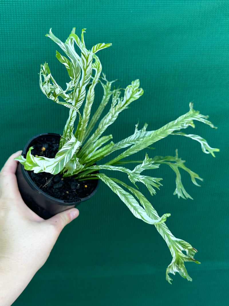 Asplenium Nidus variegata