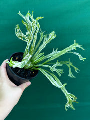 Asplenium Nidus variegata