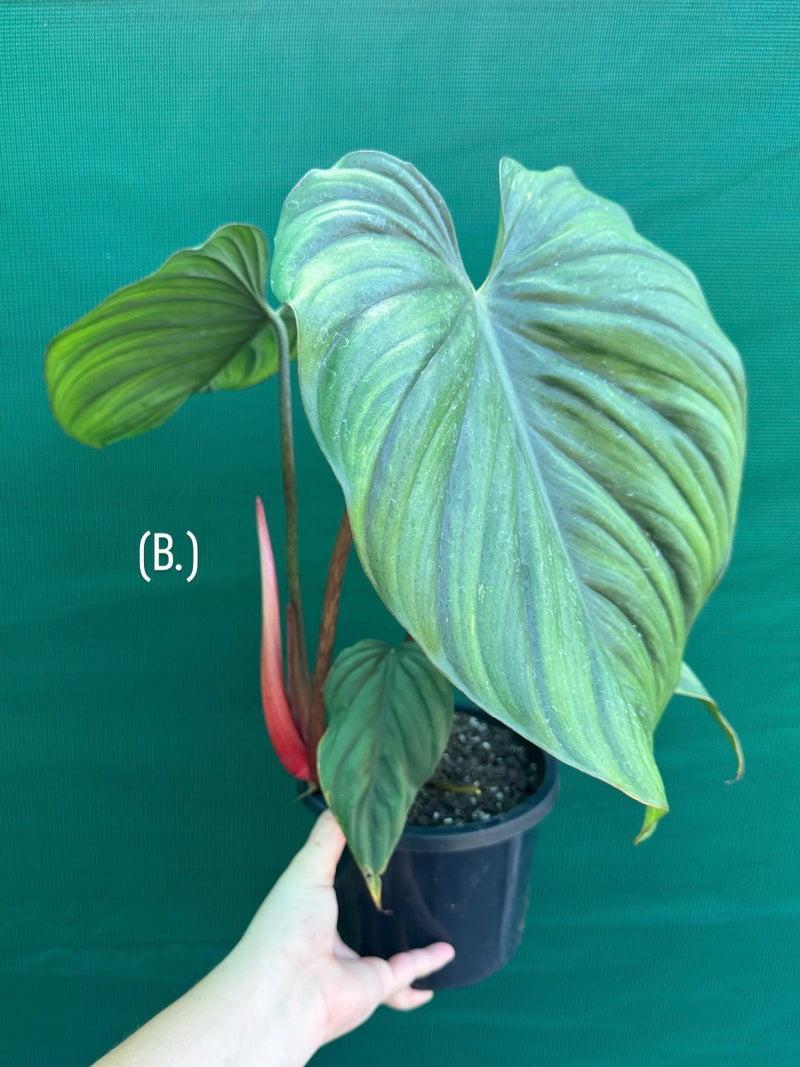 Philodendron sp Colombia NEW