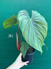 Philodendron sp Colombia NEW