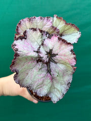 Begonia NOID 14