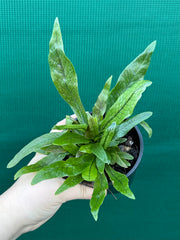 Microsorum musifolium ‘Crocodyllus’ NEW