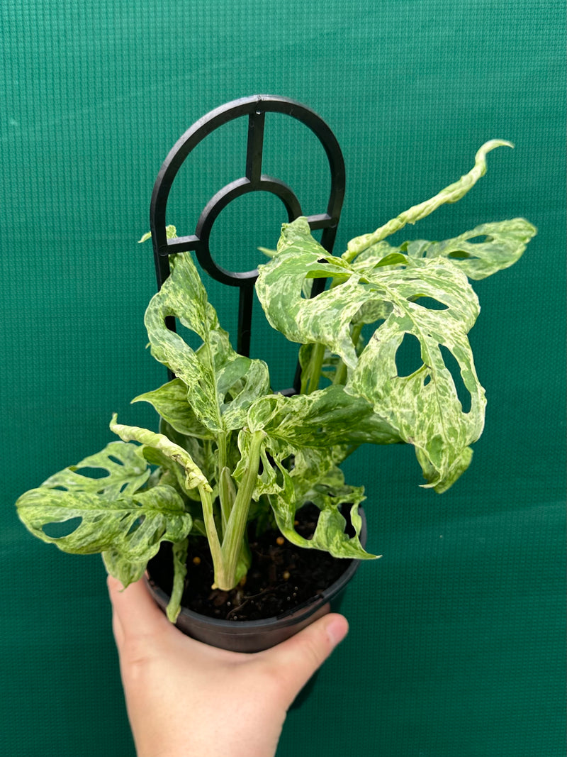 Monstera adansonii (Mottled Variegation) NEW