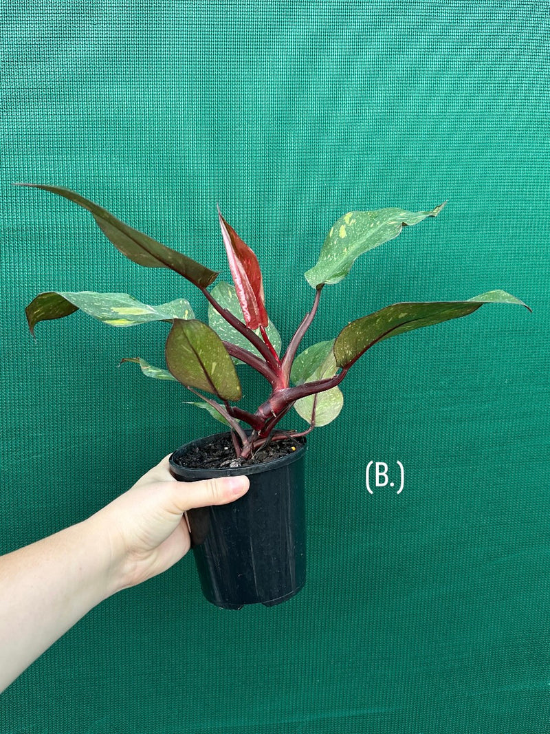 Philodendron 'Orange Princess'