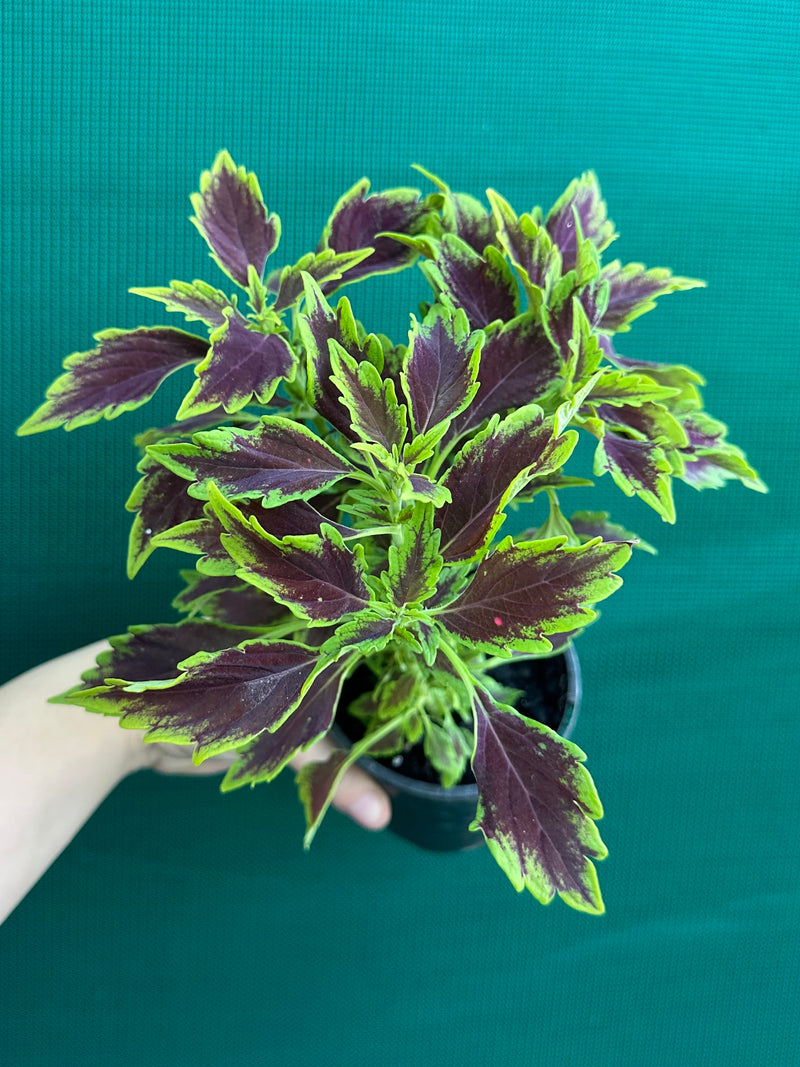 Coleus NOID 8