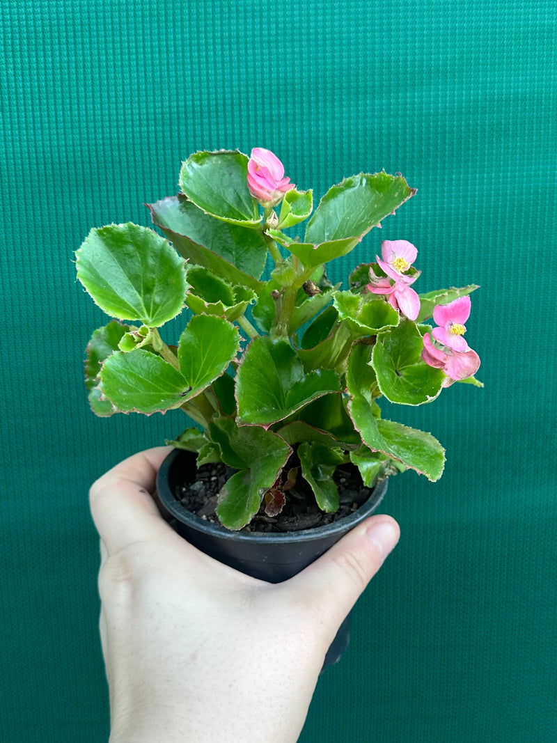 Begonia NOID 33