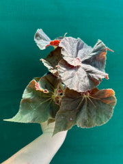 Begonia ‘Enid Henderson’