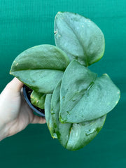 Schindapsus Treubii Moonlight Jade