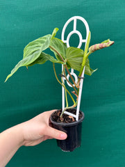 Philodendron Verrucosum NEW