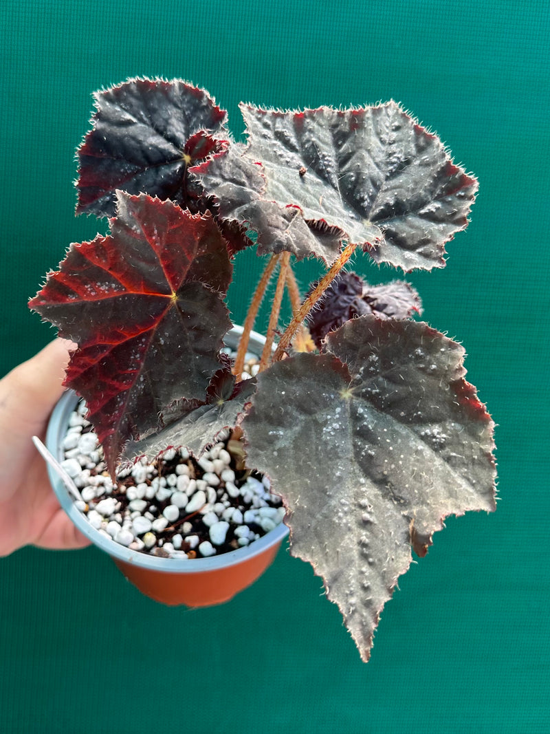 Begonia ‘Shilo’