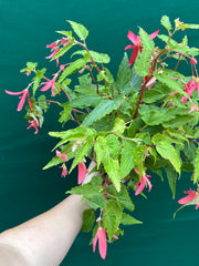 Begonia ‘Bossa Nova’ (Pink Flower)