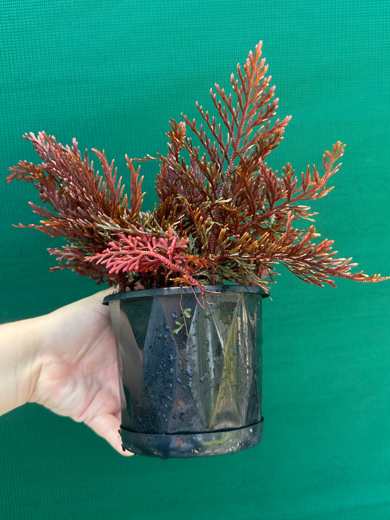 Selaginella erythropus NEW