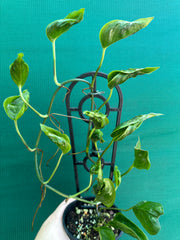 Epipremnum Shangri La
