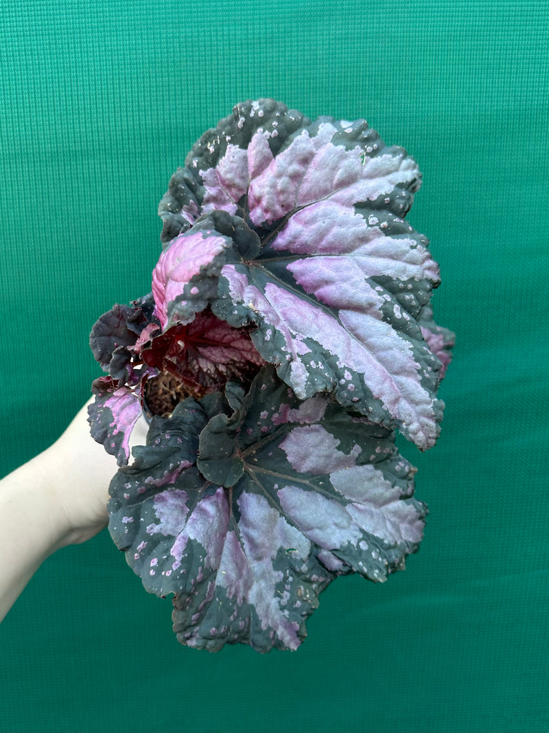 Begonia ‘Twisted Sister’