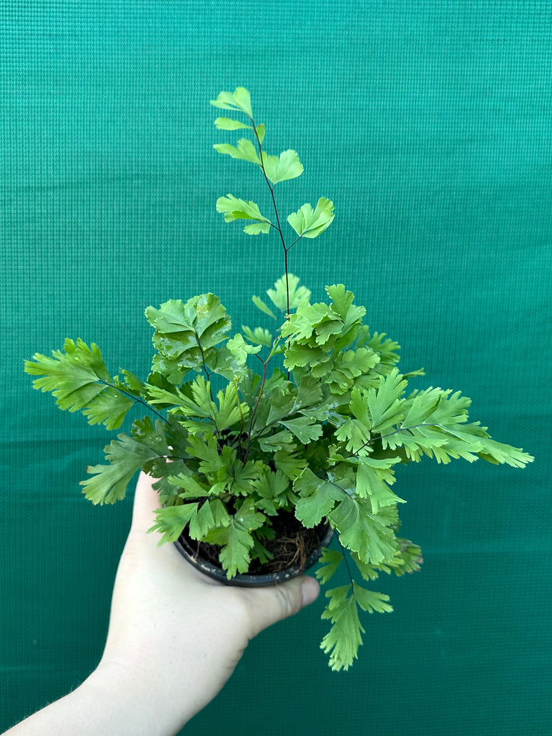 Adiantum unknown 4
