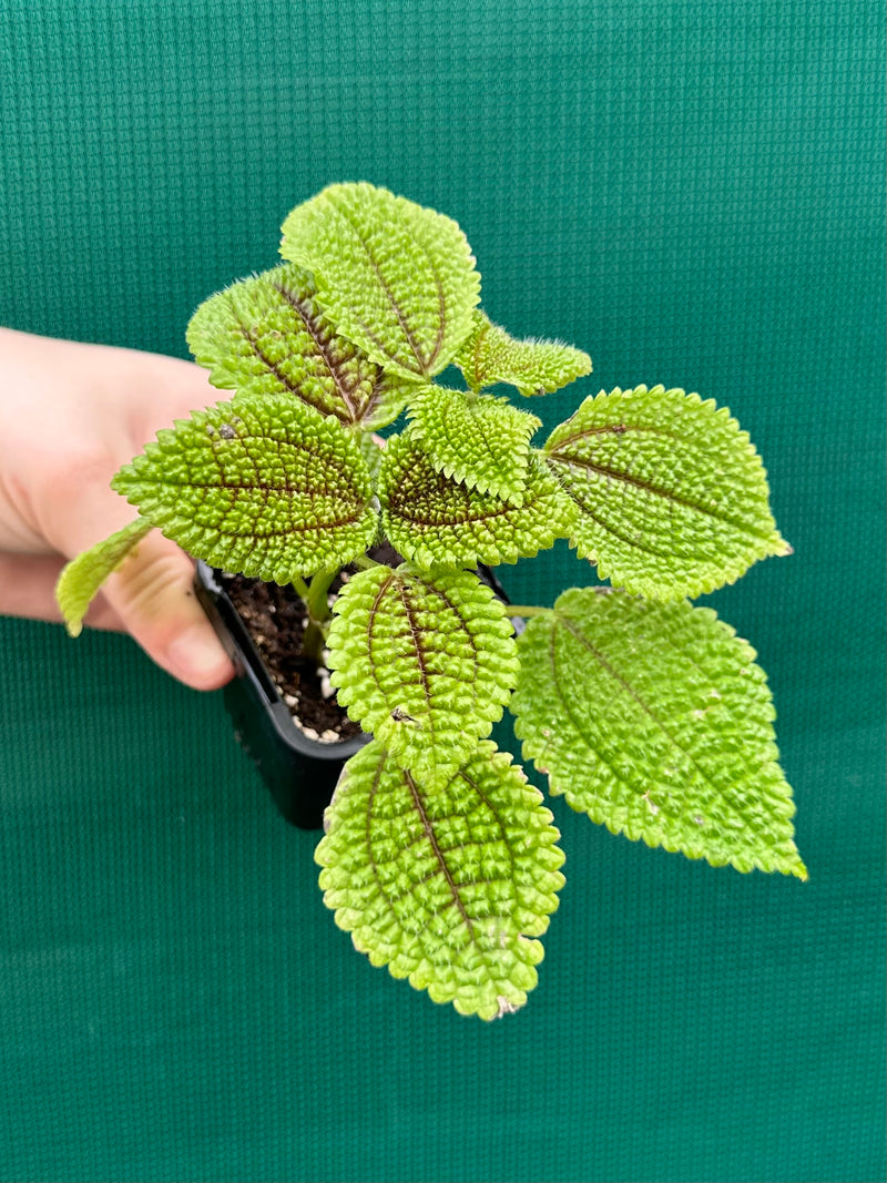 Pilea involucrata
