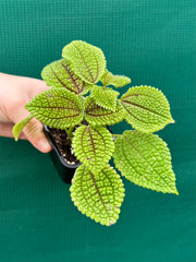 Pilea involucrata