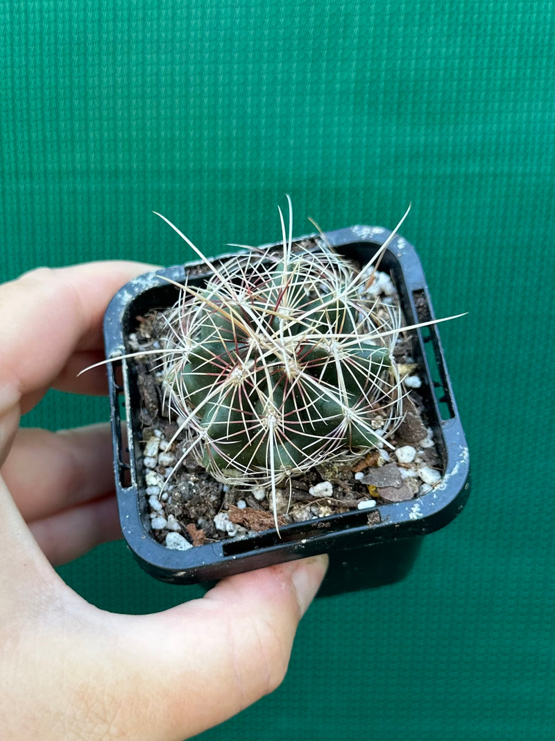 Thelocactus bicolour