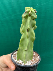 Pachycereus Schottii F. Monstrosus