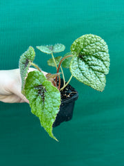 Begonia masoniana NEW