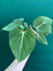 Philodendron ‘Gloriosum’