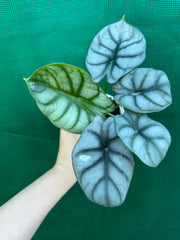 Alocasia ‘Silver Dragon’