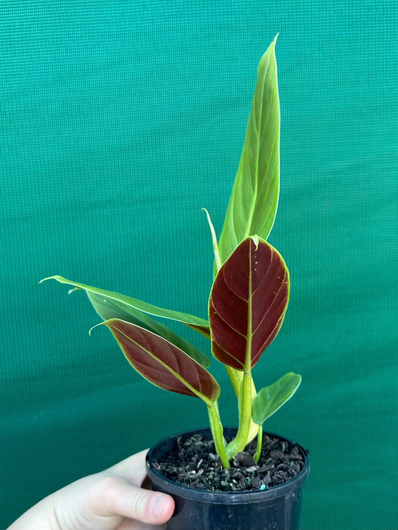 Philodendron ‘Subhast’