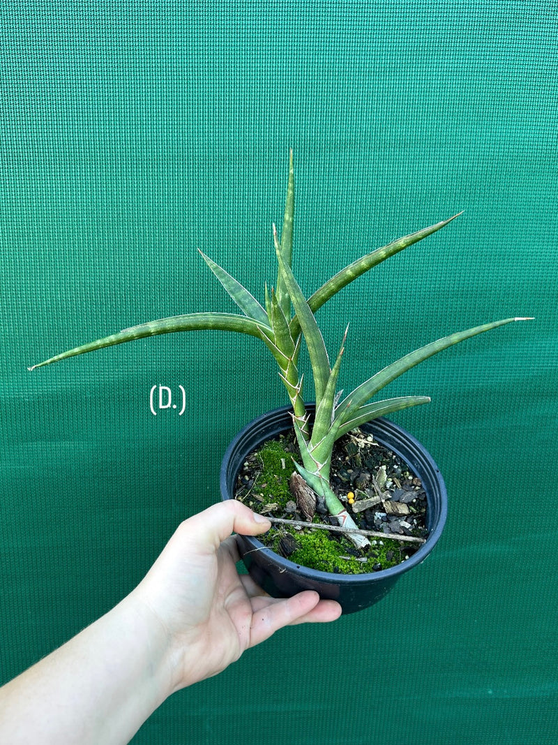 Sansevieria ballyi NEW