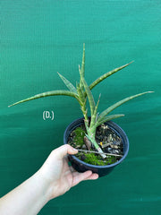 Sansevieria ballyi NEW