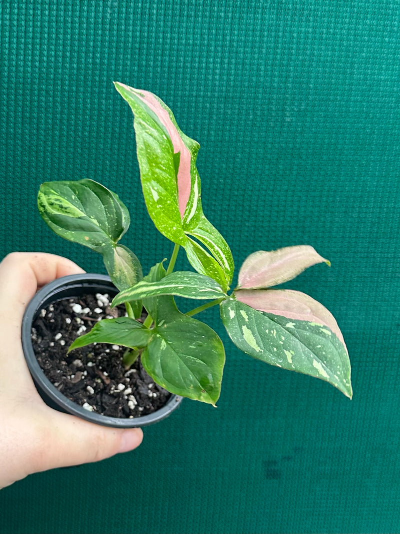 Syngonium ‘Red Spot Tri-Colour’