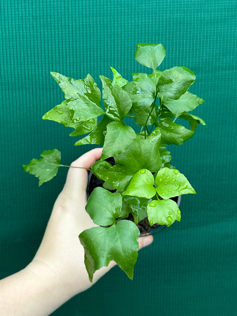 Cyrtomium falcatum rochfordianum ‘Shiny Holly’ NEW