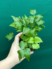 Cyrtomium falcatum rochfordianum ‘Shiny Holly’ NEW