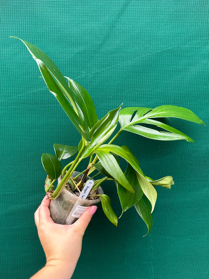 Epipremnum ‘Dragons Tail’